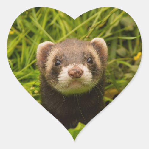 Cute Brown Ferret in the Grass Heart Sticker