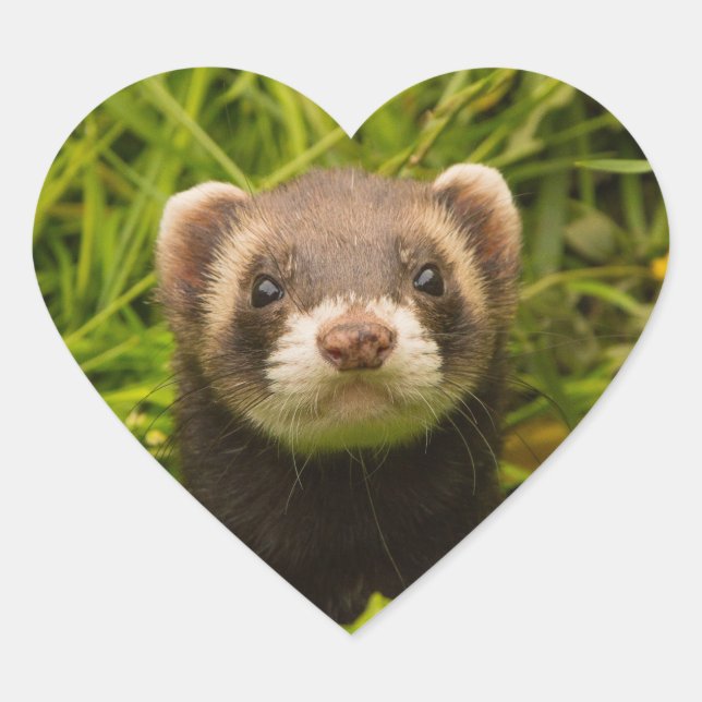 Cute Brown Ferret in the Grass Heart Sticker (Front)