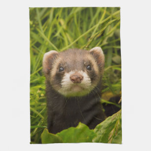 Cute Brown Ferret in the Grass Kitchen Towel