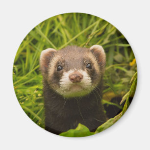 Cute Brown Ferret in the Grass Magnet