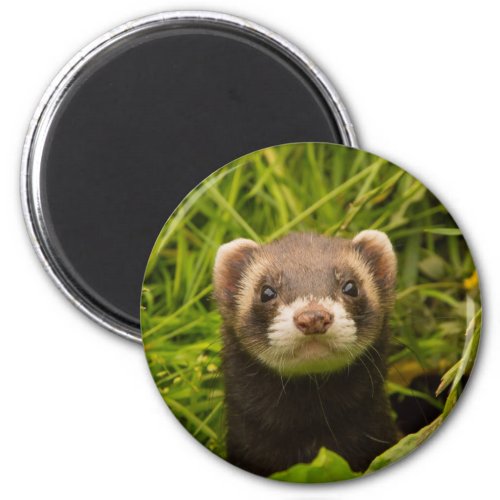 Cute Brown Ferret in the Grass Magnet