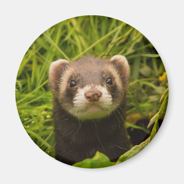 Cute Brown Ferret in the Grass Magnet (Front)
