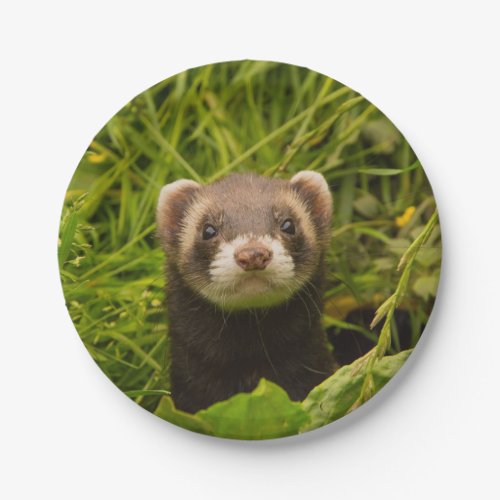 Cute Brown Ferret in the Grass Paper Plates