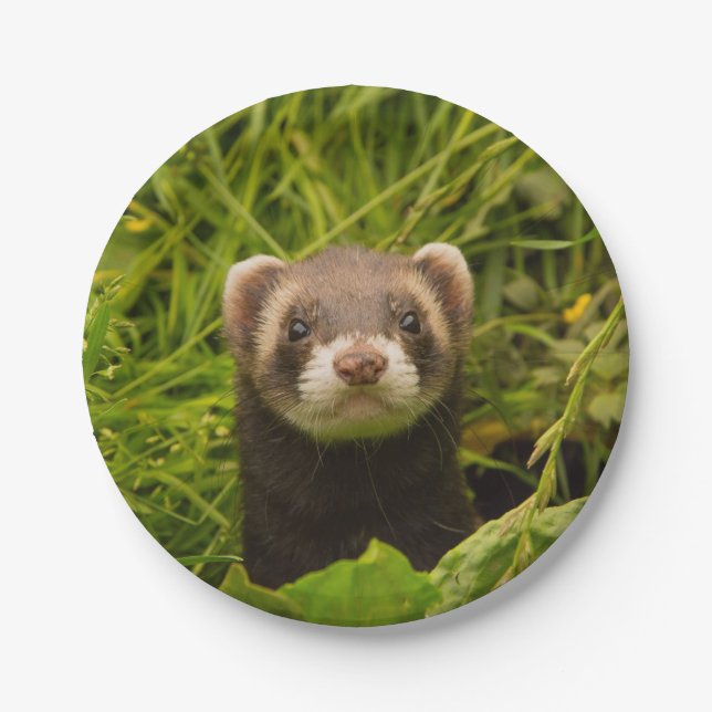 Cute Brown Ferret in the Grass Paper Plates (Front)