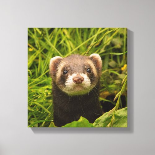 Cute Brown Ferret in the Grass Photo Canvas Print