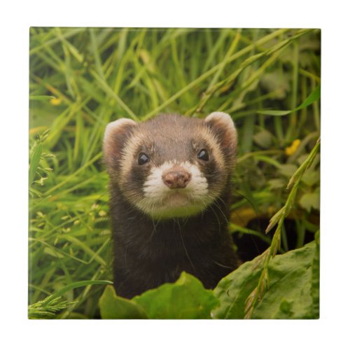 Cute Brown Ferret in the Grass Photo Ceramic Tile