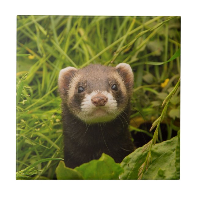 Cute Brown Ferret in the Grass Photo Ceramic Tile (Front)