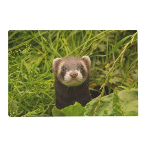 Cute Brown Ferret in the Grass Photo Placemat