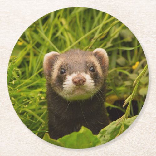 Cute Brown Ferret in the Grass Photo Round Paper Coaster