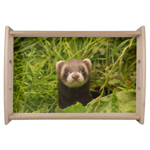 Cute Brown Ferret in the Grass Photo Serving Tray