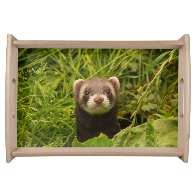 Cute Brown Ferret in the Grass Photo Serving Tray (Front)