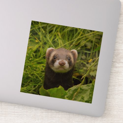 Cute Brown Ferret in the Grass Photo Sticker