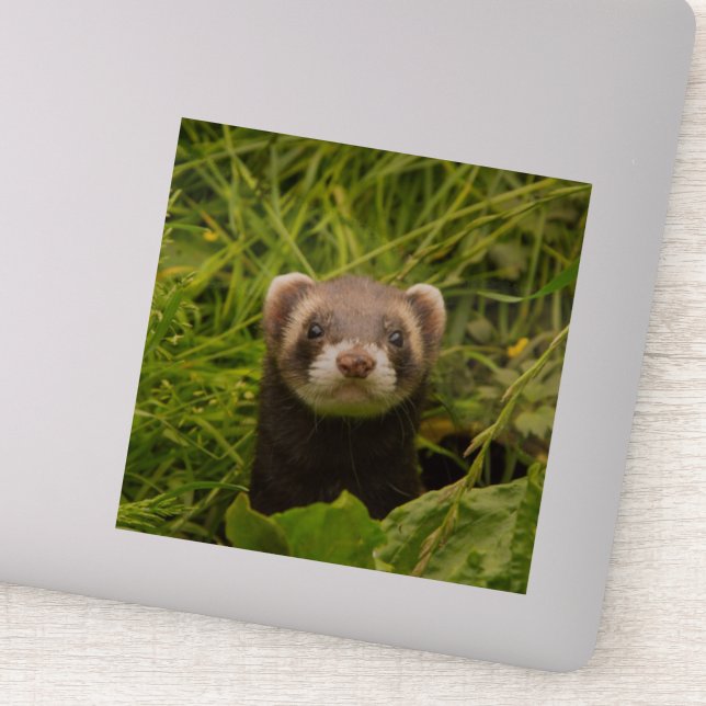 Cute Brown Ferret in the Grass Photo Sticker (Detail)
