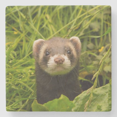 Cute Brown Ferret in the Grass Photo Stone Coaster