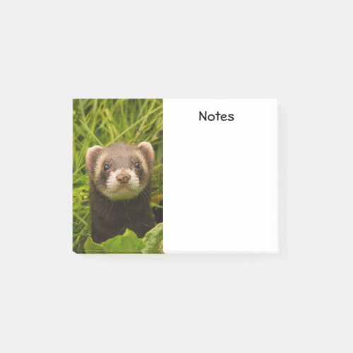 Cute Brown Ferret in the Grass Post_it Notes