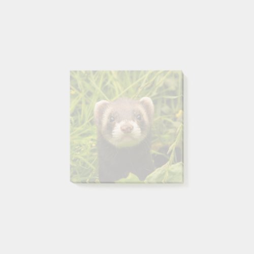 Cute Brown Ferret in the Grass Post_it Notes