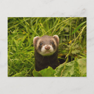 Cute Brown Ferret in the Grass Postcard