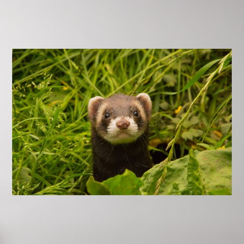 Cute Brown Ferret in the Grass Poster