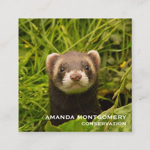 Cute Brown Ferret in the Grass Square Business Card