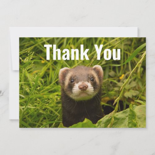 Cute Brown Ferret in the Grass Thank You Card