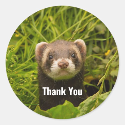 Cute Brown Ferret in the Grass Thank You Classic Round Sticker