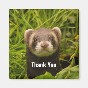 Cute Brown Ferret in the Grass Thank You Magnet