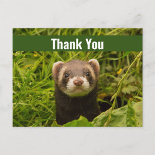 Cute Brown Ferret in the Grass Thank You Postcard
