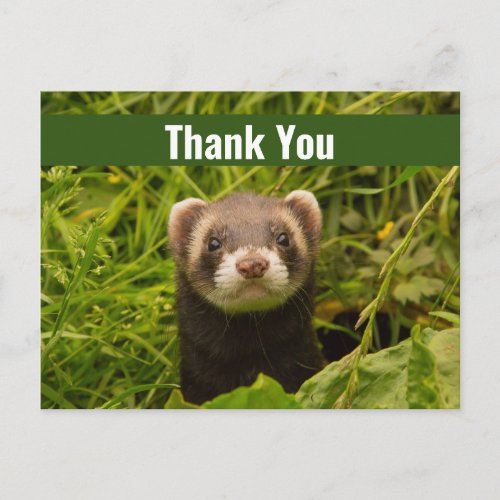 Cute Brown Ferret in the Grass Thank You Postcard
