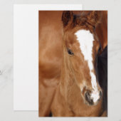 Cute brown foal (Front/Back)