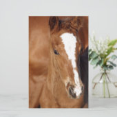 Cute brown foal (Standing Front)