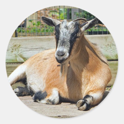 Cute Brown Goat Sleeping Photo Classic Round Sticker