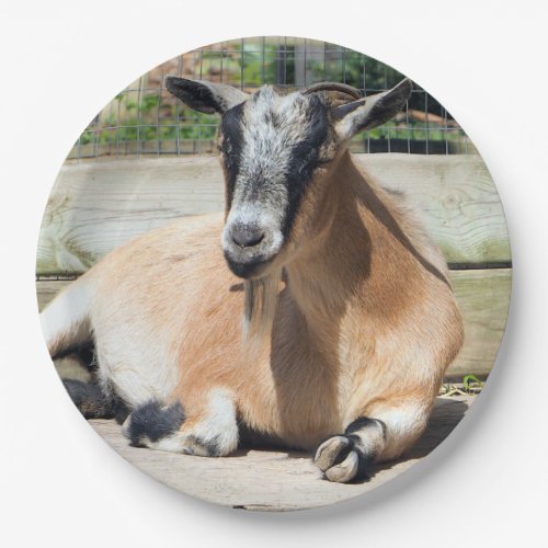 Cute Brown Goat Sleeping Photo Paper Plates