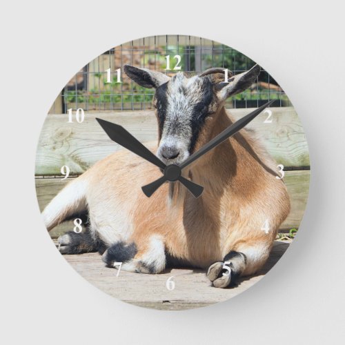 Cute Brown Goat Sleeping Photo Round Clock