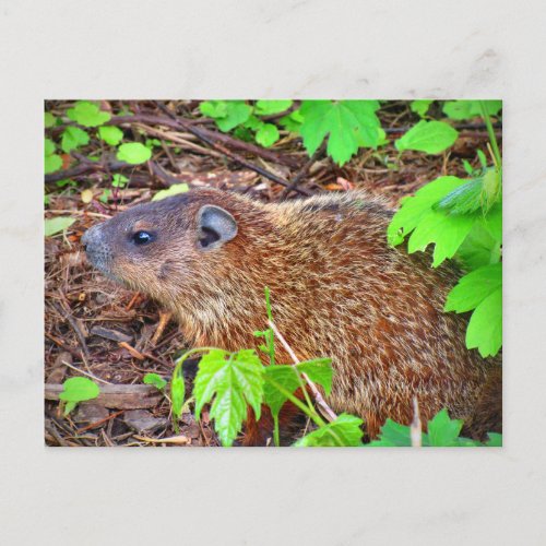 Cute Brown Groundhog Woodchuck Marmotte Postcard