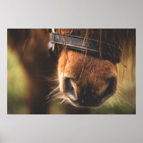 Cute Brown Horse Nose Poster