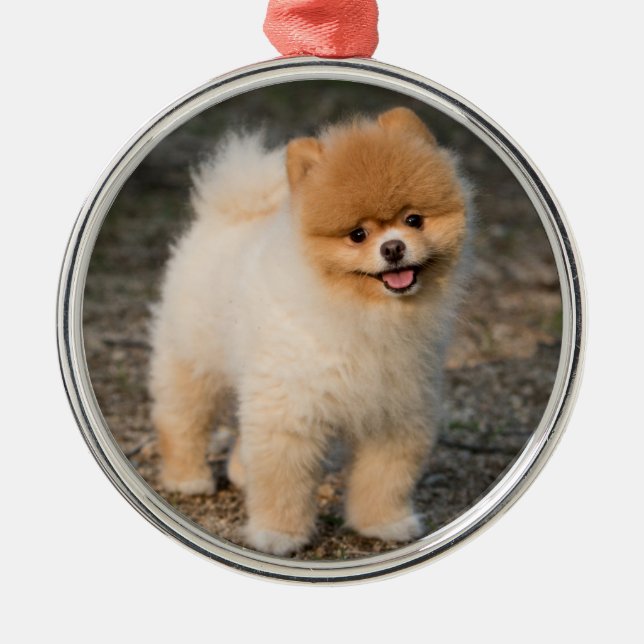 Cute Brown Pomeranian Puppy Dog Metal Ornament (Front)