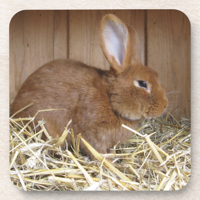 Cute Brown Rabbit in Fresh Hay Beverage Coaster (Front)