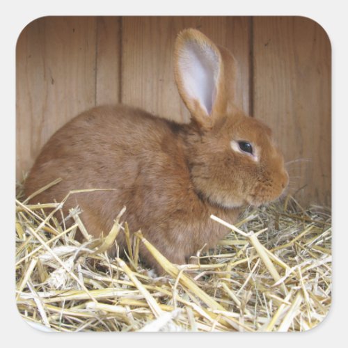 Cute Brown Rabbit in Fresh Hay Square Sticker