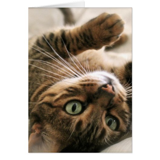 Cute Brown Spotted Bengal Cat Kitten Lying in Bed Cards (Front)