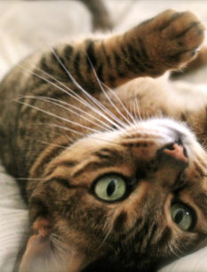 bengal cat gifts on