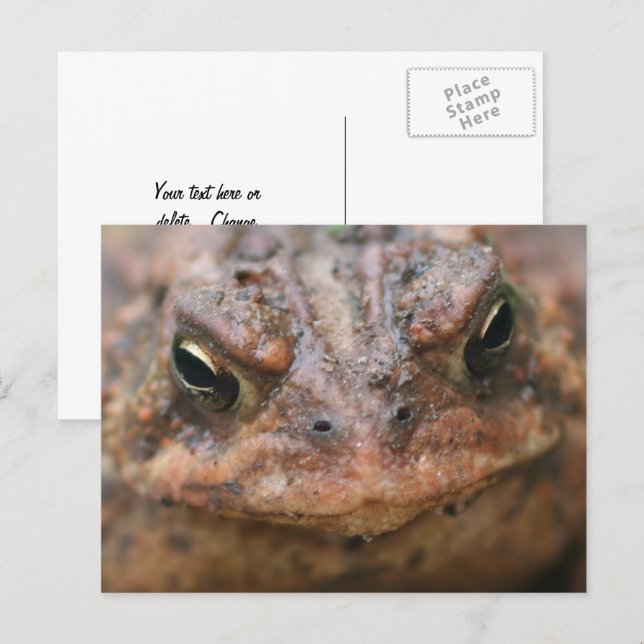Cute Brown Toad Face Nature Postcard (Front/Back)