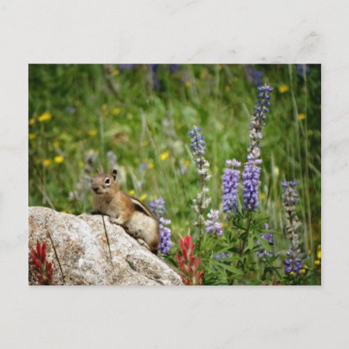 Cute Brown White Chipmunk Postcard