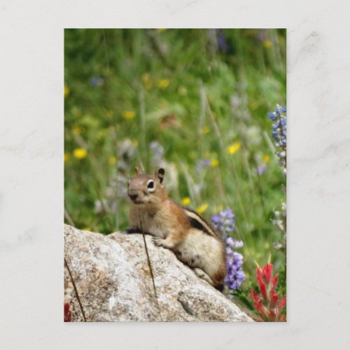 Cute Brown White Chipmunk Postcard