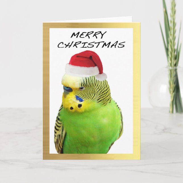 "Cute Budgie" design Christmas cards (Front)