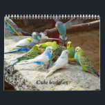 Cute budgies - snapshots of the little birds calendar<br><div class="desc">A calendar for bird lovers! Filled with photographs of the cute little birds. Enjoy the budgies month after month. Original Photographs by Marions Artwork.</div>