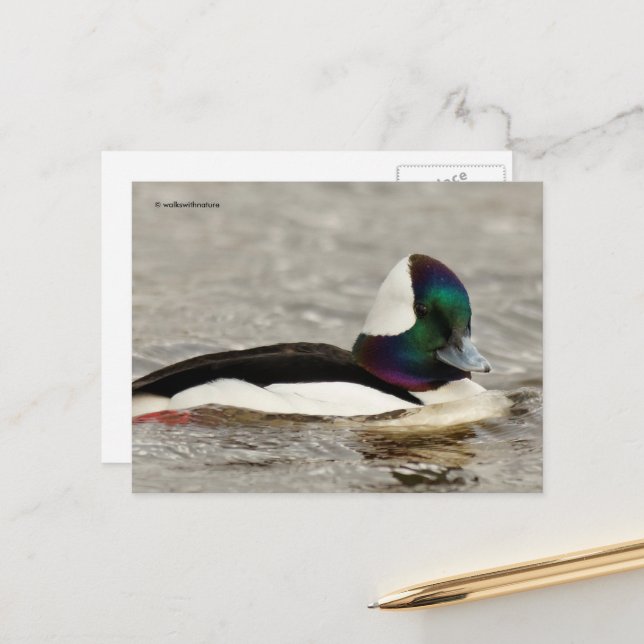 Cute Bufflehead Duck at the Pond Postcard (Front/Back In Situ)