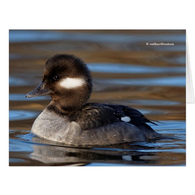 Cute Bufflehead Duck on Sunlit Waters Cards (Front Horizontal)