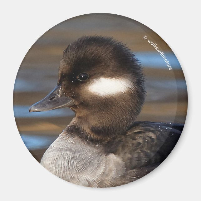 Cute Bufflehead Duck on Sunlit Waters Magnet (Front)
