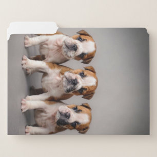 Cute Bulldog Puppies Dog Lovers Gift File Folder