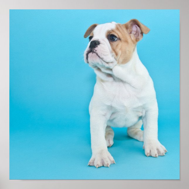 Cute Bulldog Puppy Poster (Front)